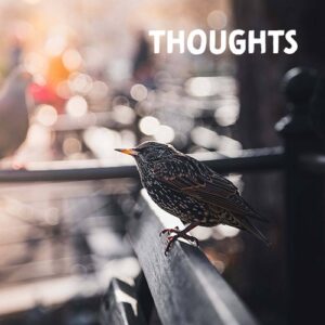 Starlings Digital top header - Starling on a bench